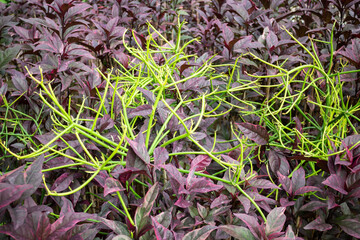 Thai agricultural produce to be exhibited at the fair