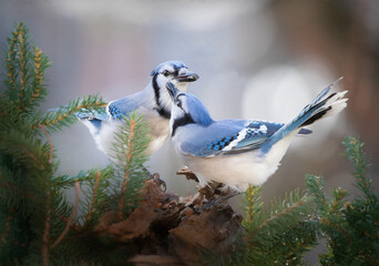 close up of two blue jays in pine tree