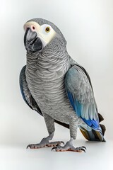 Obraz premium Stunning Portrait of an African Grey Parrot with Vibrant Plumage Detail