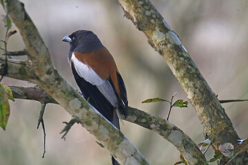 Rofous Treepie
