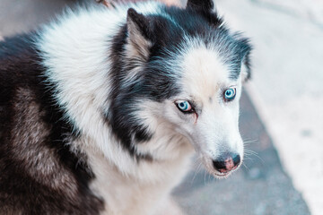 Close-Up Portrait of a Husky Dog With Striking Blue Eyes Staring Intently, Showcasing Its Thick Fur and Expressive Features in a Natural Outdoor Setting