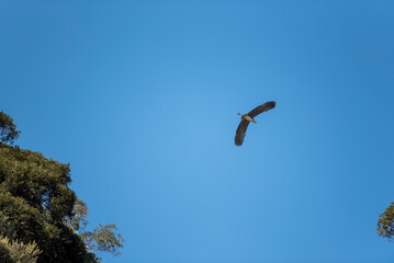 날개를 활짝 펼친 백로의 비행
