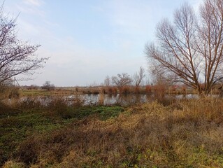 A beautiful landscape opens onto a small pond on the banks of which grow single trees and reeds. Autumn nature near the reservoir.