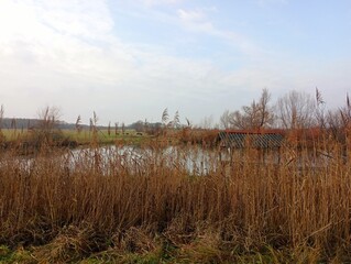 View of a pond on the shore of which a wooden gazebo is hidden behind tall stems of dry reeds.