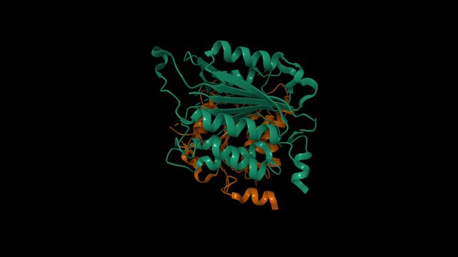Crystal structure of a dimeric caspase-9. Animated 3D cartoon and molecular surface models, chain id color scheme, PDB 2ar9, black background