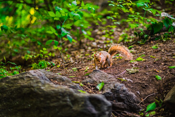 Curious Squirrel Foraging in a Lush Forest Habitat Surrounded by Green Foliage and Natural Rocks on a Vibrant Spring Day