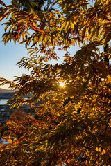 夕暮れ時の富士山と紅葉