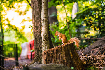 Squirrel Perched on Tree Stump in Lush Forest: Capturing Nature's Serenity and Wildlife in Vibrant Greenery with Rustic Tree Bark and Playful Squirrel Against Soft, Sunlit Backdrop of Tranquil Woods