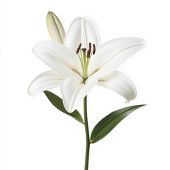 Fototapeta premium White lily blossom isolated against pure white background. Delicate flower with pristine white petals, dark brown stamens. Elegant, charming floral image. Perfect for nature, beauty, floral design