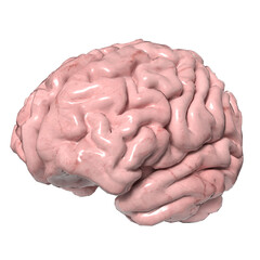 The Brain png image for sci or education concept 3d rendering.