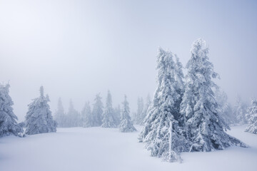 Frozen trees in fog at winter mountain landscape. Mist and cold weather. Atmospheric mood in snowy nature