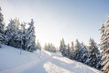 Cross-country ski track leading through winter forest under sunny sky. Snowy trekking trail in mountains