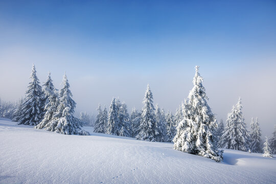 Winter natural background. Foggy mountain forest with snow covered frozen trees. Cold weather in frosty landscape - Powered by Adobe