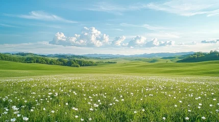 A serene landscape of lush green fields dotted with white flowers under a bright blue sky and fluffy clouds.