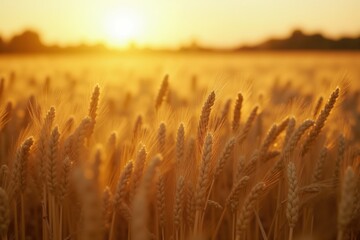 Golden wheat field at sunset with sunlight casting warm glow on ripening crops