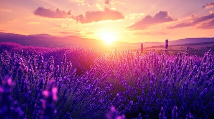 Lavender Field Sunset