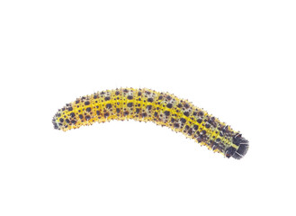 Large white caterpillar isolated on white background, Pieris brassicae