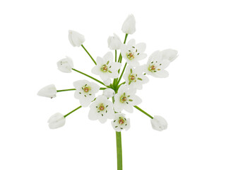 White garlic flower isolated on white background, Allium neapolitanum
