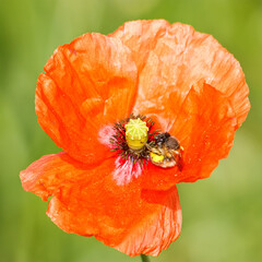 A wild poppy with a bug perched in the center. A showy wild flower common in wastelands.