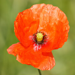 A wild poppy. A showy wild flower common in wastelands.