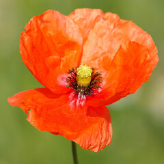 A wild poppy. A showy wild flower common in wastelands.