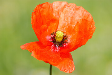 A wild poppy. A showy wild flower common in wastelands.