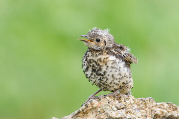 Thrush with the scientific name of (Turdus viscivorus). Still juvenile bird calling for parents to give food.