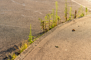 Weed is growing between street and curb. Different plants visible. Nice warm light from the evening...