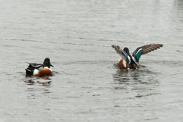 Canard souchet, male,.Anas clypeata, Northern Shoveler