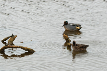 Sarcelle d'hiver,.Anas crecca, Eurasian Teal