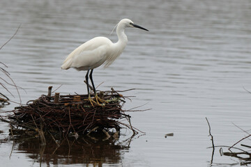 Aigrette garzette, .Egretta garzetta, Little Egret,