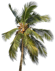 Obraz premium Tropical coconut palm tree with lush green fronds and ripe coconuts against a clear sky
