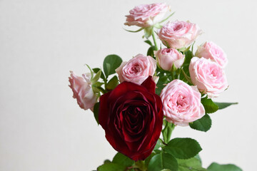 ピンクと赤のばら