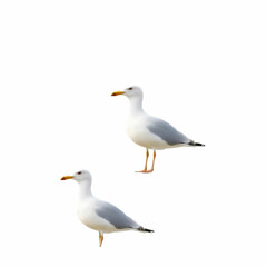 Naklejka premium Set of seagulls isolated on white background