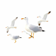 Obraz premium Set of seagulls isolated on white background