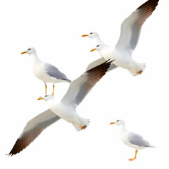 Obraz premium Set of seagulls isolated on white background