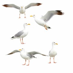 Fototapeta premium Set of seagulls isolated on white background