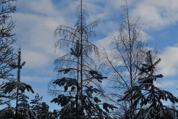 Coniferous and deciduous trees are growing in nature in late autumn day.