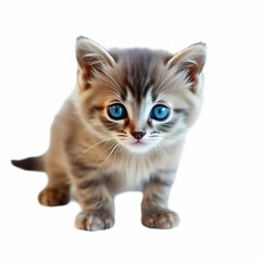 Obraz premium Small gray kitten on a white background