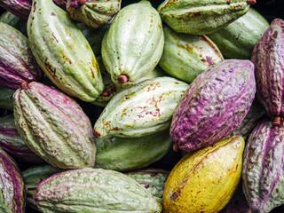 Unripe green cacao pod or raw cocoa fruit background