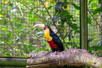 Green-billed toucan with colorful plumage, perched on a rustic branch. Green backdrop with protective fencing. Great for ecological materials and wildlife conservation campaigns.