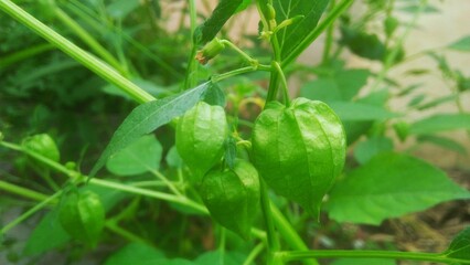 physalis angulata or ciplukan herbal plant 