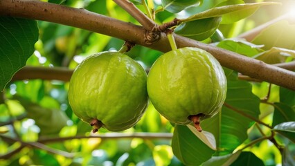 Picking a Ripe Pear from the Tree