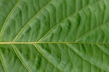 green leaf texture