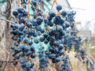 dried grapes on the vine. blue small grapes on the fence. grape vine and bunches of grapes on an old fence.