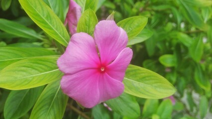  Catharanthus roseus herbal plant 