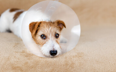 Face of a healthy recovering dog with funnel collar after castration surgery