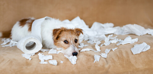 Naughty mischievous dog after chewing toilet paper. Hyperactive, active puppy training, pet mischief concept.
