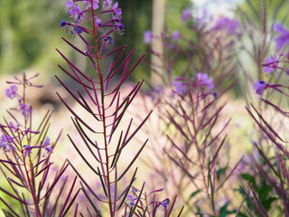 willowherb impression