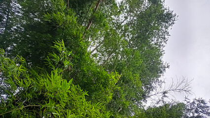Fototapeta premium green grass in the forest